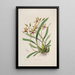 Sertum orchidaceum Une couronne des plus belles fleurs orchidées Pl34 - John Lindley — ingelijst kunstwerk aan de muur