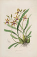 Sertum orchidaceum Une couronne des plus belles fleurs orchidées Pl34 - John Lindley — weergave van het kunstwerk