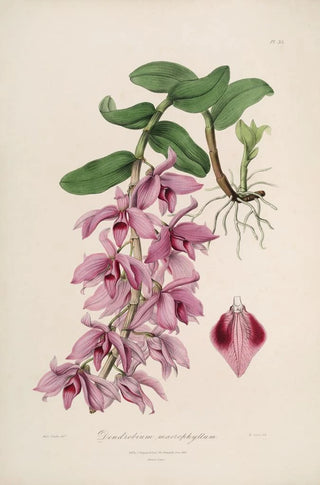 John Lindley - Sertum orchidaceum A wreath of the most beautiful orchidaceous flowers Pl35.webp
