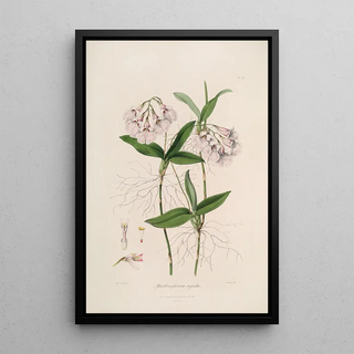 John Lindley - Sertum orchidaceum A wreath of the most beautiful orchidaceous flowers Pl36.webp