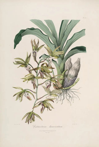 John Lindley - Sertum orchidaceum A wreath of the most beautiful orchidaceous flowers Pl38.webp