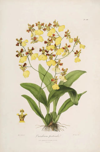 John Lindley - Sertum orchidaceum A wreath of the most beautiful orchidaceous flowers Pl39.webp