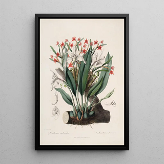 John Lindley - Sertum orchidaceum A wreath of the most beautiful orchidaceous flowers Pl40.webp
