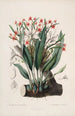 Sertum orchidaceum Une couronne des plus belles fleurs orchidées Pl40 - John Lindley — weergave van het kunstwerk
