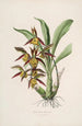 Sertum orchidaceum Une couronne des plus belles fleurs orchidées Pl41 - John Lindley — weergave van het kunstwerk