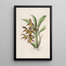 Sertum orchidaceum Une couronne des plus belles fleurs orchidées Pl41 - John Lindley — ingelijst kunstwerk aan de muur