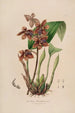 Sertum orchidaceum Une couronne des plus belles fleurs orchidées Pl43 - John Lindley — weergave van het kunstwerk