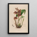 Sertum orchidaceum Une couronne des plus belles fleurs orchidées Pl43 - John Lindley — ingelijst kunstwerk aan de muur