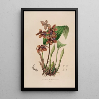 John Lindley - Sertum orchidaceum A wreath of the most beautiful orchidaceous flowers Pl43.webp