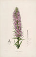 Sertum orchidaceum Une couronne des plus belles fleurs orchidées Pl44 - John Lindley — weergave van het kunstwerk