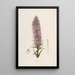 Sertum orchidaceum Une couronne des plus belles fleurs orchidées Pl44 - John Lindley — ingelijst kunstwerk aan de muur