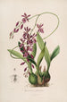 Sertum orchidaceum Une couronne des plus belles fleurs orchidées Pl46 - John Lindley | Reproduction — weergave van het kunstwerk