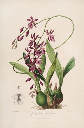 John Lindley - Sertum orchidaceum A wreath of the most beautiful orchidaceous flowers Pl46.webp