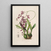 Sertum orchidaceum Une couronne des plus belles fleurs orchidées Pl46 - John Lindley | Reproduction — ingelijst kunstwerk aan de muur