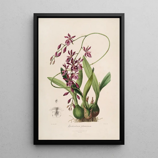 John Lindley - Sertum orchidaceum A wreath of the most beautiful orchidaceous flowers Pl46.webp