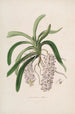 Sertum orchidaceum Une couronne des plus belles fleurs orchidées Pl47 - John Lindley — weergave van het kunstwerk
