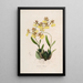 Sertum orchidaceum Une couronne des plus belles fleurs orchidées Pl48 - John Lindley | Reproduction — ingelijst kunstwerk aan de muur