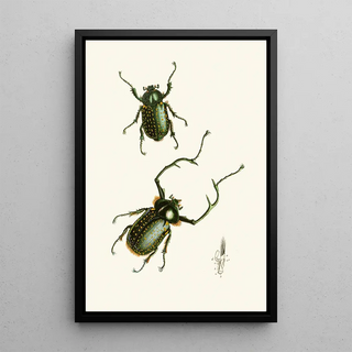 John Obadiah Westwood - The cabinet of oriental entomology Pl II.webp