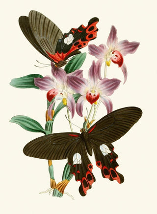 John Obadiah Westwood - The cabinet of oriental entomology Pl III.webp