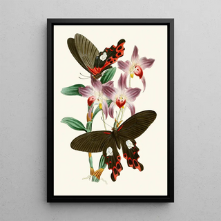 John Obadiah Westwood - The cabinet of oriental entomology Pl III.webp