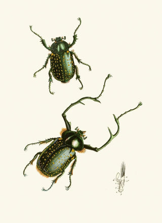 John Obadiah Westwood - The cabinet of oriental entomology Pl II.webp