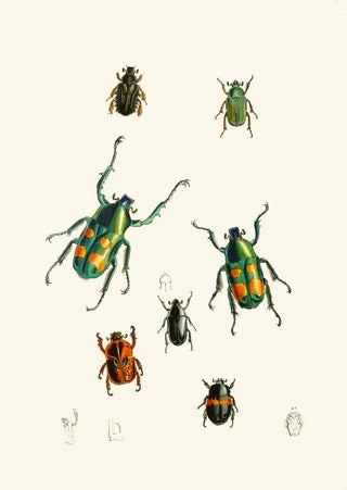 John Obadiah Westwood - The cabinet of oriental entomology Pl XVIII.webp