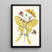 Le cabinet d'entomologie orientale Pl XXIII - John Obadiah Westwood — ingelijst kunstwerk aan de muur