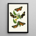 Het cabinet d'entomologie orientale Pl XXXIV - John Obadiah Westwood — ingelijst kunstwerk aan de muur