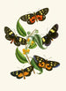 Het cabinet d'entomologie orientale Pl XXXIV - John Obadiah Westwood — weergave van het kunstwerk