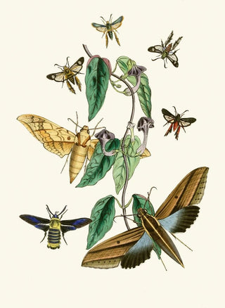 John Obadiah Westwood - The cabinet of oriental entomology Pl XXXI.webp