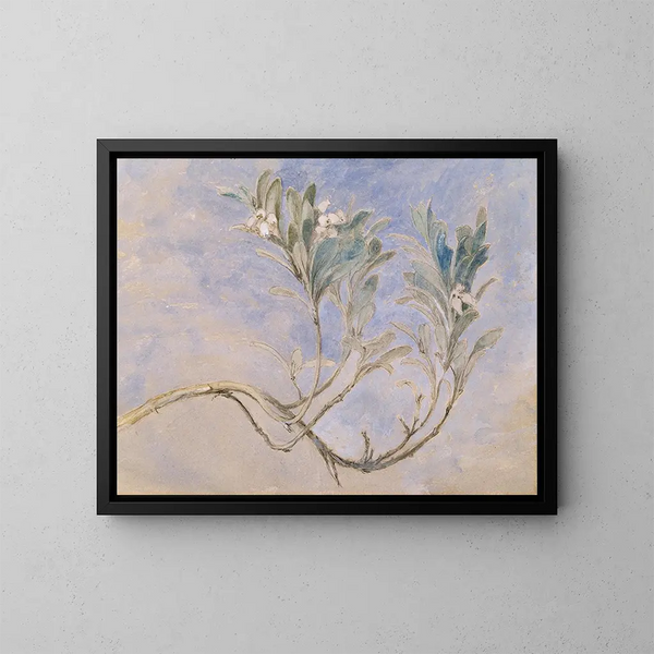 Study of a myrtle branch - John Ruskin — framed artwork on a wall