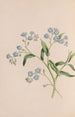 Herb Painting - John Stevens Henslow — artwork view