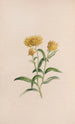 Jasmin - John Stevens Henslow — artwork view