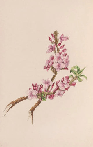 John Stevens Henslow - Mezereon.webp