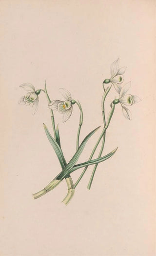 John Stevens Henslow - Snowdrop.webp