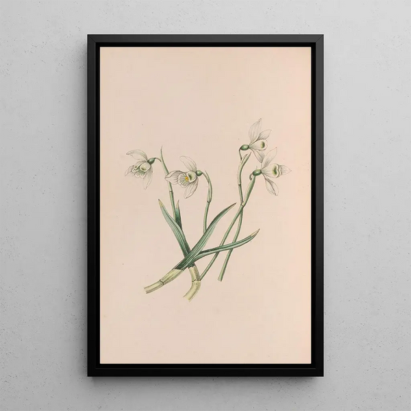 John Stevens Henslow - Snowdrop.webp