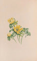 Winter Aconite - John Stevens Henslow — artwork view