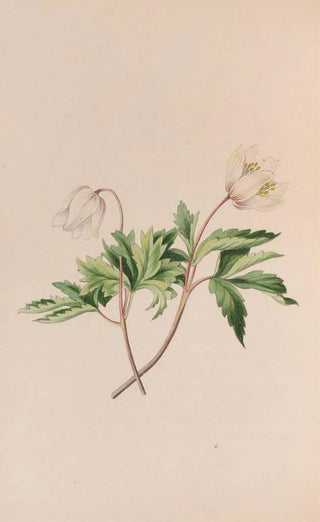 John Stevens Henslow - Wood Anemone.webp