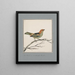 original watercolor drawings of birds and eggs Pl02 - John William Lewin — framed artwork on a wall