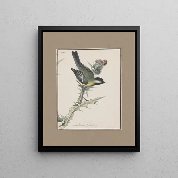 John William Lewin - Original watercolour drawings of birds and eggs Pl25.webp
