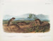 van Townsend's Arvicola, Arvicola met puntige neus, Riverrat - John Woodhouse Audubon — weergave van het kunstwerk
