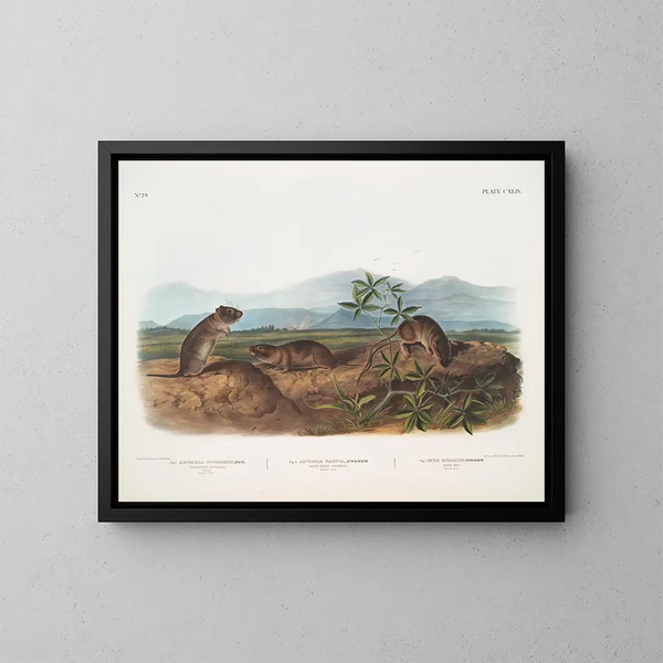 Arvicola de Townsend, Arvicola à nez pointu, Rat des rives - John Woodhouse Audubon — framed artwork on a wall
