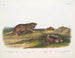 van de Zuidelijke Rat met zak, Dekay's molrat - John Woodhouse Audubon — weergave van het kunstwerk