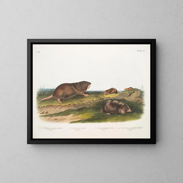 Rat à poche du sud, musaraigne de Dekay - John Woodhouse Audubon — framed artwork on a wall