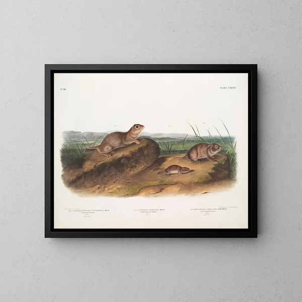 Townsend's Spermophile, Oregon prairie dog, Texas prairie dog - John Woodhouse Audubon — framed artwork on a wall