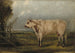 Een jonge stier - John Woodhouse Audubon — weergave van het kunstwerk