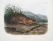 Aplodontie leporine, le Sewellel, taille naturelle - John Woodhouse Audubon — weergave van het kunstwerk