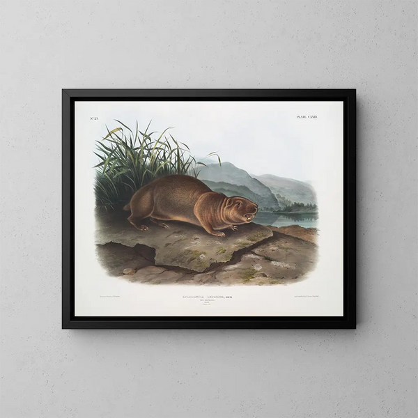 Aplodontie leporine, le Sewellel, taille naturelle - John Woodhouse Audubon — framed artwork on a wall