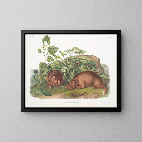Marmotte de Lewis à taille naturelle - John Woodhouse Audubon — framed artwork on a wall