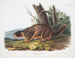 Marmotte à ventre jaune mâle taille naturelle - John Woodhouse Audubon — weergave van het kunstwerk